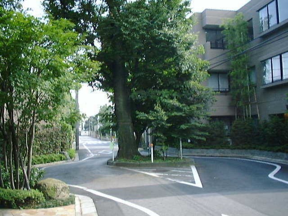 A tree on an urban street